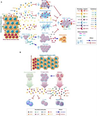 Deregulation of Adaptive T Cell Immunity in Multiple Myeloma: Insights Into Mechanisms and Therapeutic Opportunities